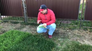 Мятлик 100% для сеяного газона? Никогда! Смотри тут почему!