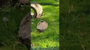 Как все уговаривали Павлика хвост распушить