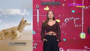 Новости Первого | Бейонсе завоевала первую премию «Эмми» | Китайские ученые внедрили робота-антилопу