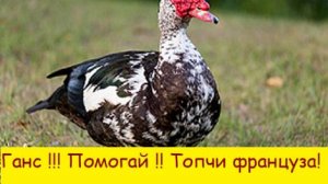 Ганс !!! Помогай !! Топчи француза