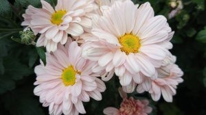 Энби Веддинг Пинк. Ранняя зимостойкая хризантема.