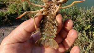 РАК НА РЫБАЛКЕ.mp4