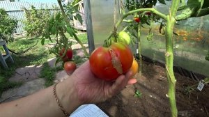 Большой обзор томатов