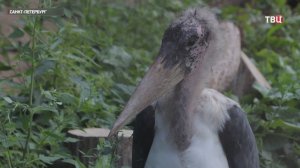 Рафаэль и Лаура - пара марабу - стали новыми обитателями Ленинградского зоопарка / События на ТВЦ