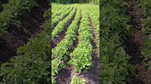 Посадили, пропололи, окучили, растем