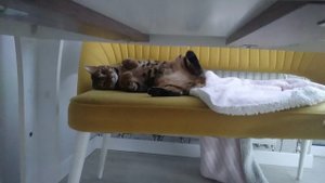 Кошка Ева отдыхает!