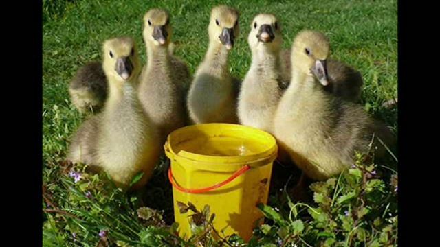 Гуси смотреть онлайн