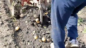 Выкопали картошку с мотоблоком. Урожай радует.