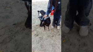 1000022427.mp4 Один Яркий день лета, Сюзанна Чомпуева