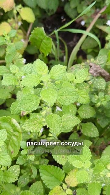 услада сердца и мозга смотреть онлайн