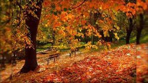 падают листья.