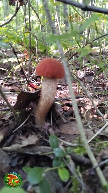 Подосиновик красный смотреть онлайн