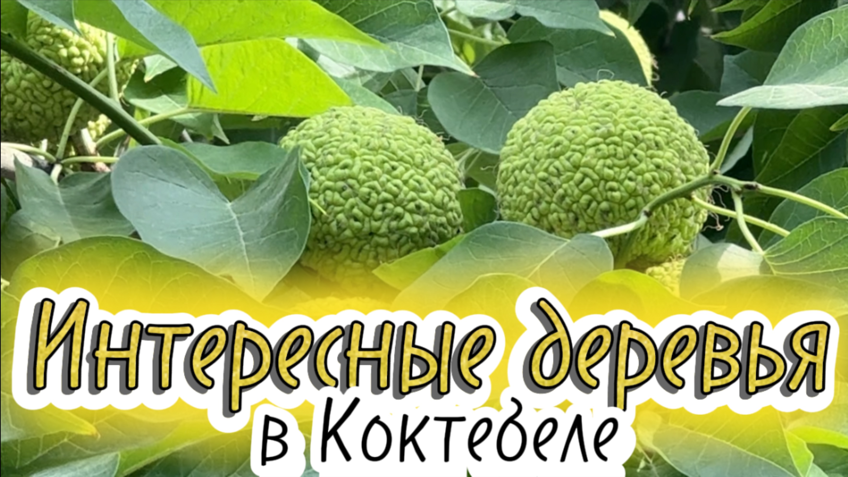 Необычные деревья Коктебеля: магнолия, инжир, алыча и другие южные деревья и растения в Крыму