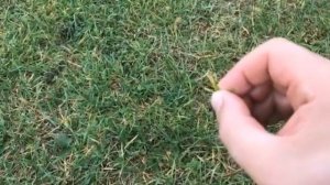 Подписчик попросил помочь с уходом за газоном?! Результат смотри тут!