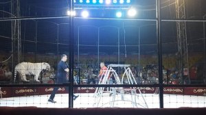 сходила в цирк