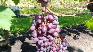 АЛЬЯНС И ПАМЯТИ УЧИТЕЛЯ