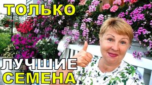 Только лучшие, качественные и проверенные семена дают красоту и урожай. Где брать_