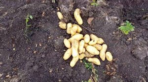 Гранада. Отличный, яркий и вкусный сорт картофеля.