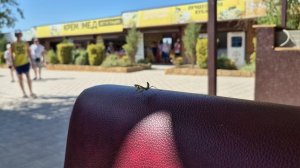 Богомол в кафе 2025