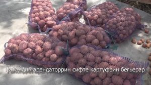 Райондин арендаторрин сифте картуфрин бегьерар.