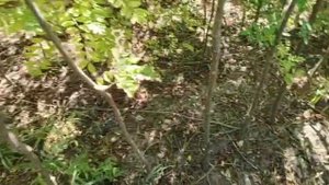 Саженцы акации