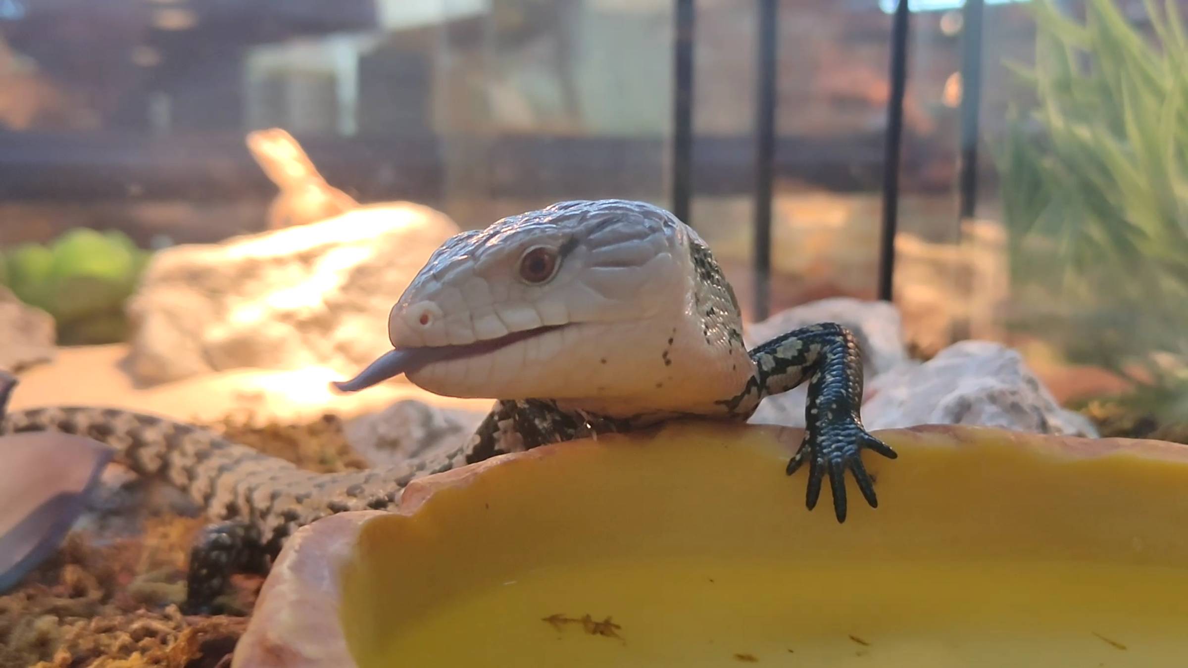 Panteric – зоомагазин экзотических животных смотреть онлайн