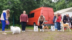 29.06.2025, СПб. Клуб "Стандарт-1" (РКФ, РФСС). Выставка собак CAC 5 группы FCI