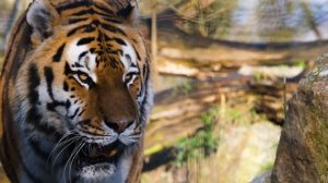 Если скоро увидели белую кошку на улице. Это знак