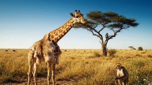 Жора и волшебная шея