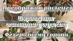 Преображаю растения | Делаю первый шаг к пышному кустику | Фитиль всему голова