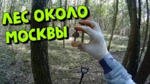 Находки в Лесу около Москвы. КОП