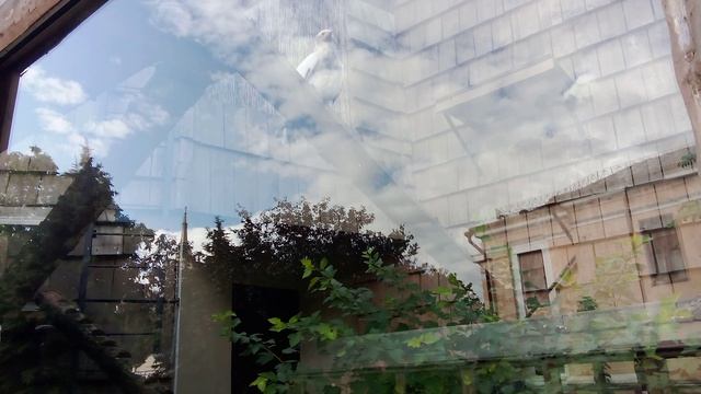 Московский зоопарк. Обыкновенный стервятник.