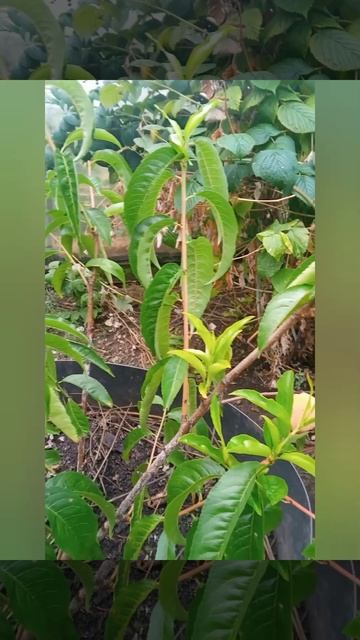 Персик в росте 2025