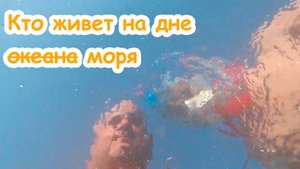 Кто живет на дне "-океана-" -  моря