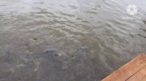 три аккорда