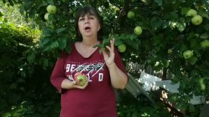 Почему яблоки и груши гниют прямо на дереве?