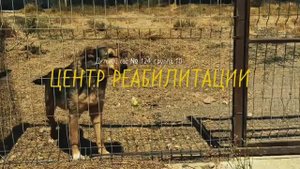 «Добрые дела дошколят»: история вторая