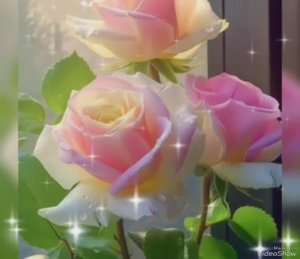 Доброе утро с Красотой из гр. *Сказки Роз* VK... с благодарностью...