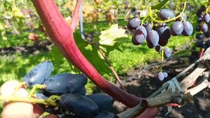 ВЛАДЫКА НОЧИ