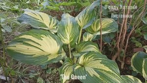 Дача 10 августа 25 1часть. Бальзамин из детства. Много хост - начало