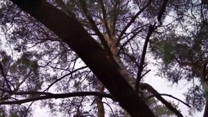 Звуки зимнего леса (соснового, хвойного, днем, ночью)