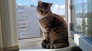 Кот балдеет