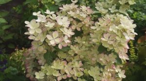 Гортензия Пастель Грин (Pastel Green) не перестанет вас удивлять весь сезон.