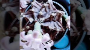 🌵 Гимнокалициум Михановича в кабриолете 🚗. Он едет и цветёт! 🌸