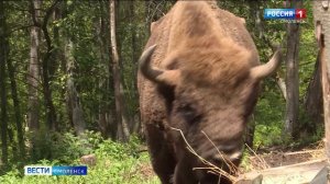 Смоленский проект по восстановлению популяции зубров получит финансирование