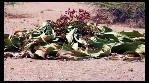 Интересный факт: "Пустынный осминог"