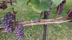 Виноград Зилга. Успеет ли 13-08-2025