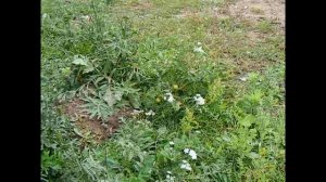 Великий Устюг. Помидоры в Усадьбе Арлазорова