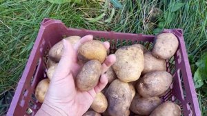 Сорт сынок. Урожайный, без мелочи, можно и нужно сажать глазками.