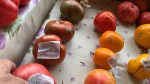 IMG_8849 Пятая часть, обзор томатов.